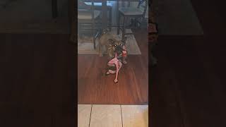 the eyes!! #dogs #tuglife #dog #dogshorts #creepy #bullybreed #rescue #trendingshorts #youtubeshorts