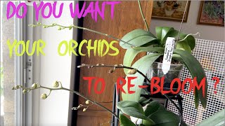 DO YOU WANT YOUR ORCHIDS TO RE-BLOOM? EASY CARE AND THE BEST RESULT!
