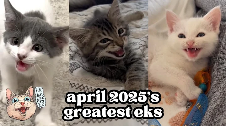 ekekekkekkek compilation - BEST Cat Chirping, Chittering Chattering Clicking of April 2025