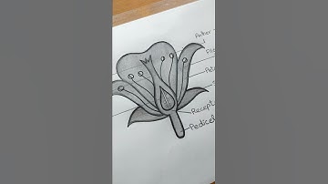 Labelled diagram of Structure of Flower l ES art & craft