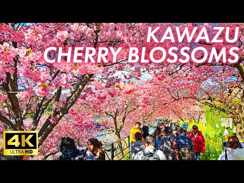 【4K Japan Walk】Early blooming sakura make you feel like spring is coming a little earlier