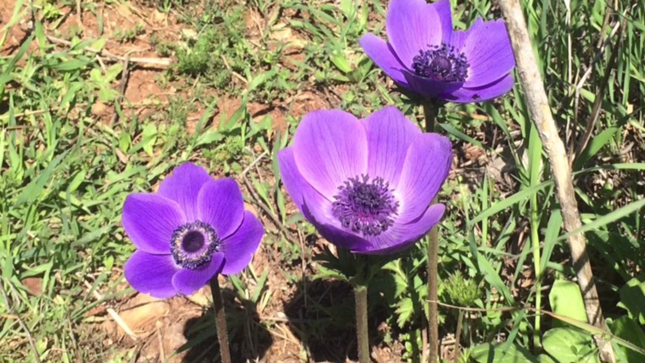WILD FLOWERS JUDEAN hills