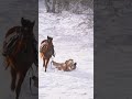 Girl Falls From Fast Running Horse 😱 | Horse Riding Accident #shorts