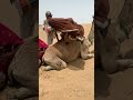 قصة نذر في الصحراء امرأة ترقص مع الجمال وسط أجواء تراثي