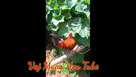 Gà f3 tơ mồi chuẩn 2021 & me nyuam lau qaib dib pom 3 yam noob qaib dib tuaj zoo kawg nawb