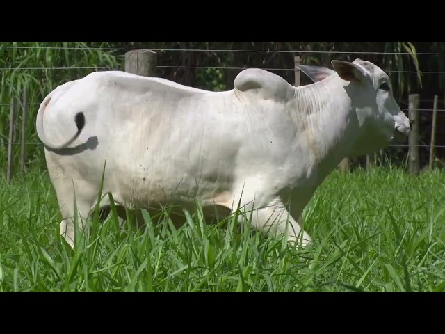 Lote 36 - Touros BMT