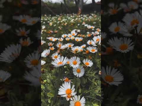 لحن نغمه نغمات نغمة رنين نغمات هاتف اغاني اغاني حزينة أجنبي أجنبي اجنبيه هندي نغمة وتر ريمكس ترند ٧