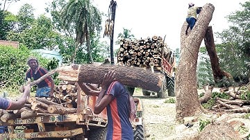 Tree cutting and truck loading amazing video.