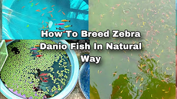 How to Breed Zebra Danio Fish | Breeding Farm Of Glow Danios