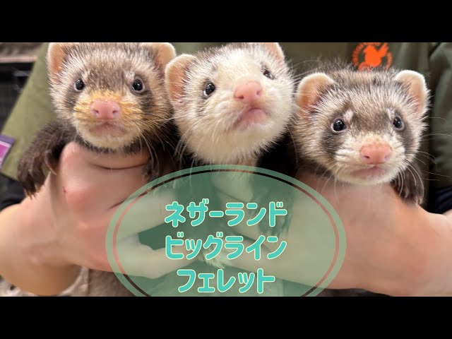約3年半ぶり！ネザーランドビッグラインフェレットが日本に来ました