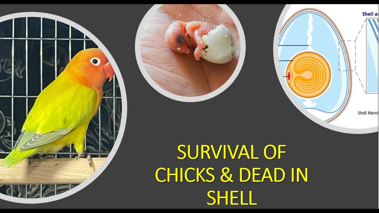 PT 2- Love Birds Chicks survival in first Clutch ||  Avoid DEAD IN SHELL || Love birds Breeding