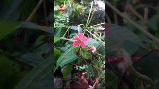 Rangoon Creeper🌸😲#RangoonCreeper #facts #Flowers #FlowerLover #FlowerVideo #mnmArshad #shorts