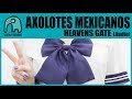 AXOLOTES MEXICANOS - Heavens Gate [Audio]