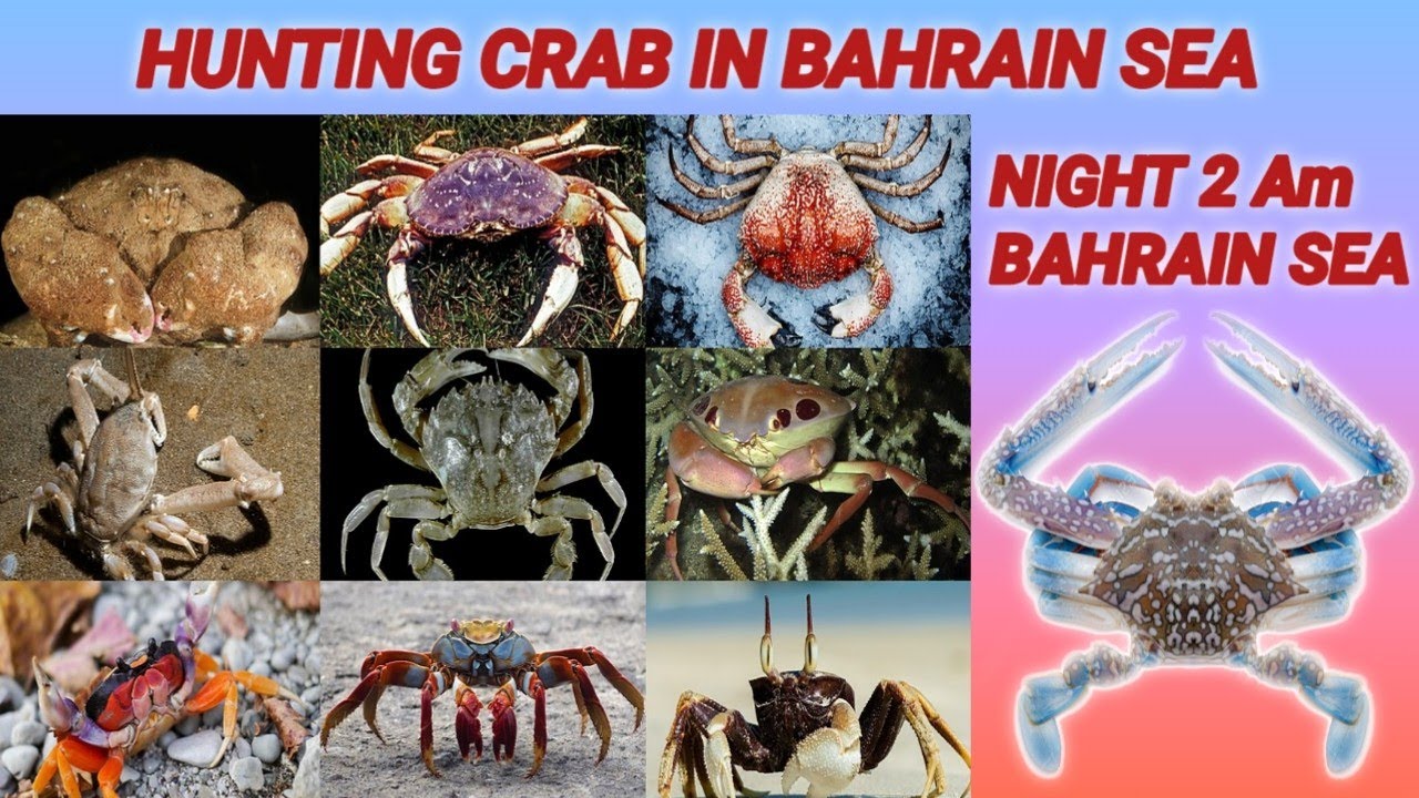 Night 2 Am Hunting crab🦀 In Bahrain Sea YouTube