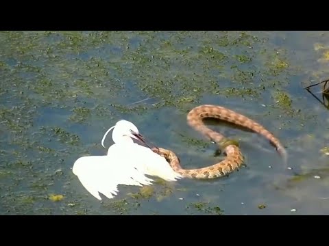 Video: Da li sive čaplje jedu zmije?