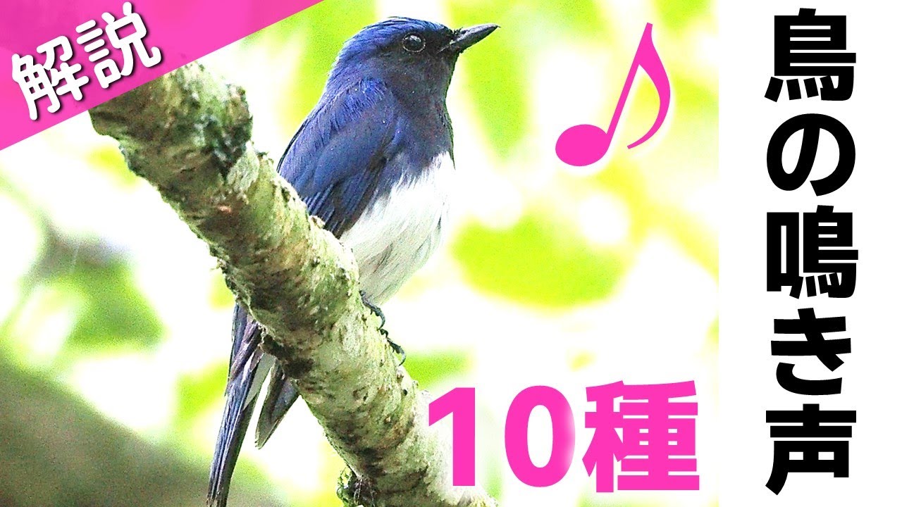 解説！鳴き声が美しい鳥10種【さえずり】