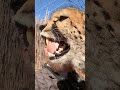 When Cheetahs Get Angry! | Gabriel Hisses Like A Cat, Warning Neighboring Cheetah To Back Off!