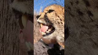 When Cheetahs Get Angry! | Gabriel Hisses Like A Cat, Warning Neighboring Cheetah To Back Off!