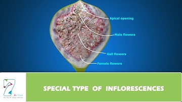 SPECIAL TYPE OF INFLORESCENCES