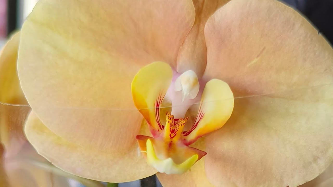 Орхидеи в Леруа Мерлен Казань 5 сентября - YouTube