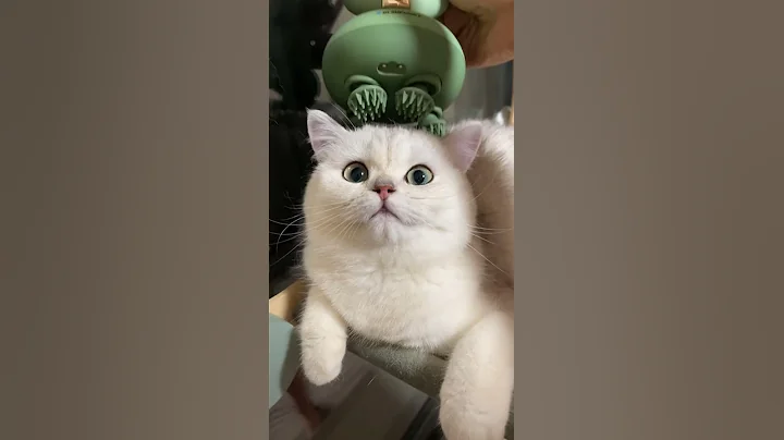 Watch the video about Aww Animal Cats Video Compilation 3 #shorts