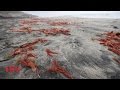 Aparecen miles de langostas de mar en playas de Tijuana