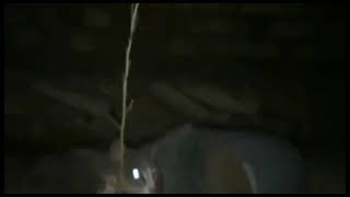 Cat fighting with snake ll Black cat Vs snake ll snake Vs cobra by Melodious twitering 2 views 1 year ago 3 minutes, 5 seconds