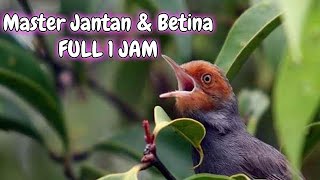 1 jam Masteran Burung Prenjak jantan dan betina PANCINGAN BURUNG CIBLEK CETIR PALING AMPUH 60 MENIT