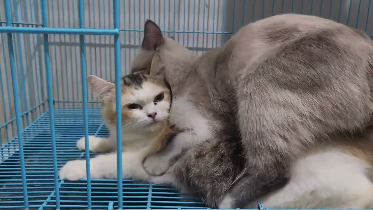 Cat Mating Successful 😘