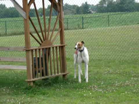 greyhound dog park