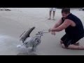Outer Banks NC pelican Eats Mans Arm !!!!!!!!!!!!