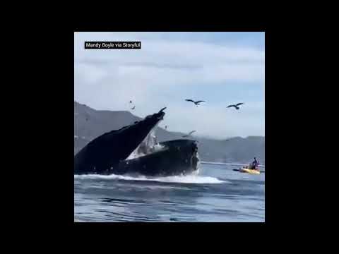 فيديو: هل يستطيع الحوت القاتل ابتلاع الإنسان؟