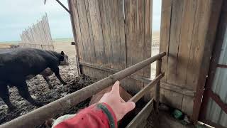 картинка: Кормовой стол (вопрос ответ )