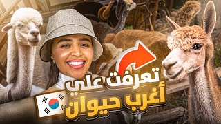 حديقة الالبكا و نفق العربات الملونة في كوريا 🦙 🇰🇷