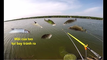 Đại chiến với bầy cá hồ Hội Bài Long Sơn tỉnh Bà Rịa Vũng Tàu #Câucágiảitrí #Câuđài || 6