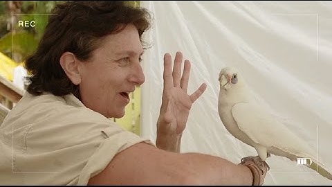 Understanding parrots - Corene talks about music for our birds and the art of body language