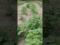 Tomato Garden. #shorts #ytshorts #garden #viral