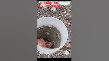 Cách ủ rác nhà bếp trực tiếp cho cây trồng phân hữu cơ tốt #shorts