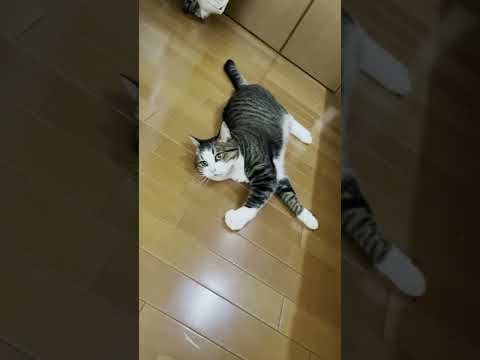 猫のフミフミを早送りで見たらめっちゃ可愛かったｗ