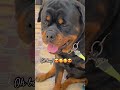 Adorable kidrock.#rottweiler #fyp #seo #puppy #animals #puppy #doggo #pets #petlover #doglover #dog