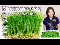 Jai russi  obtenir des micropousses de pois verts  partager mes trucs et astuces  microgreens