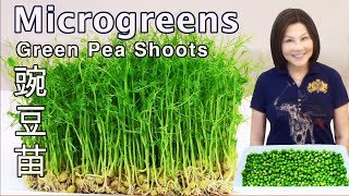 How to Grow Green Peas Microgreens  Without Soil  Plus Pea Shoots Stirfry 豌豆苗种植