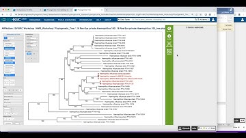 Phylogenetic Tree Building Service