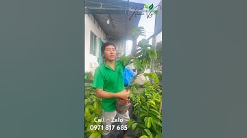 Cây giống mãng cầu xiêm thái ghép gốc bình bát, dễ trồng, dễ chăm thích nghi với nhiều vùng khí hậu