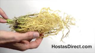 HostasDirect's Advanced Starters Hostas and plants