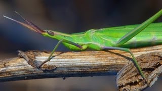 Саранча съедобная (Edible locusts) | Film Studio Aves