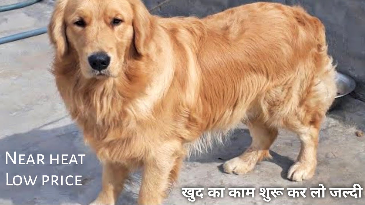 Near Heat Golden Retriever Hurryy YouTube near-heat-golden-retriever-hurryy-youtube