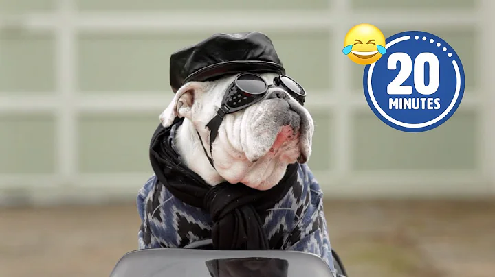 Hilarious Halloween Pet Costumes🤣  | Best Dog & Cat Halloween 2023