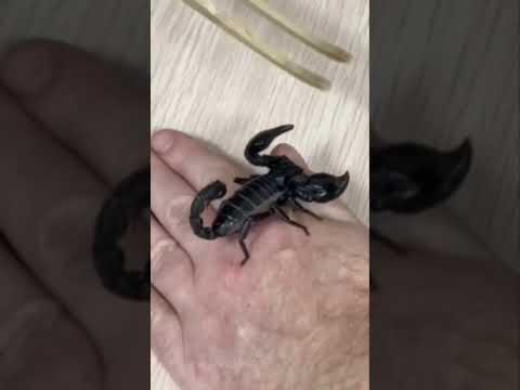 Safe Scorpion Handling