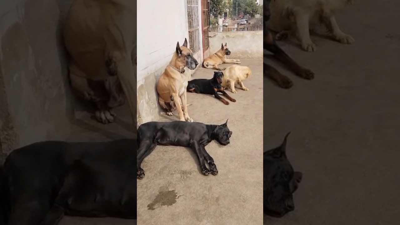 sathi dog cannel।all types available।9521953295।#shorts #dog